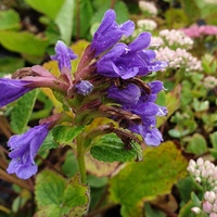 Dracocephalum rupestre